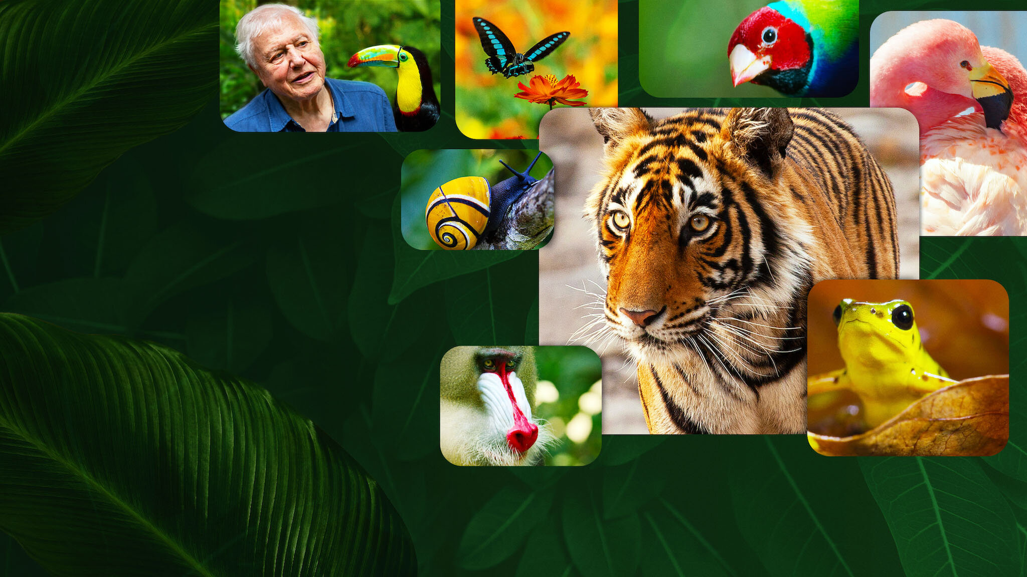 Life in Colour with David Attenborough: Season 1_hook_primary_16x9, image size:2048x1152