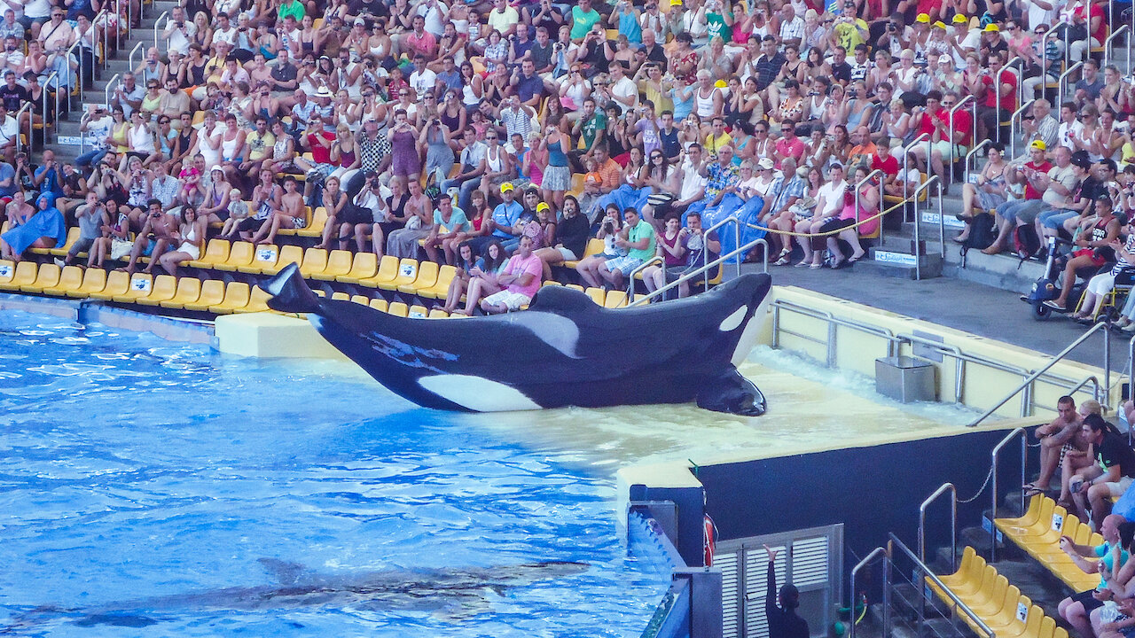 Shamu Killer Whale Documentary shamu-killer-whale-documentary