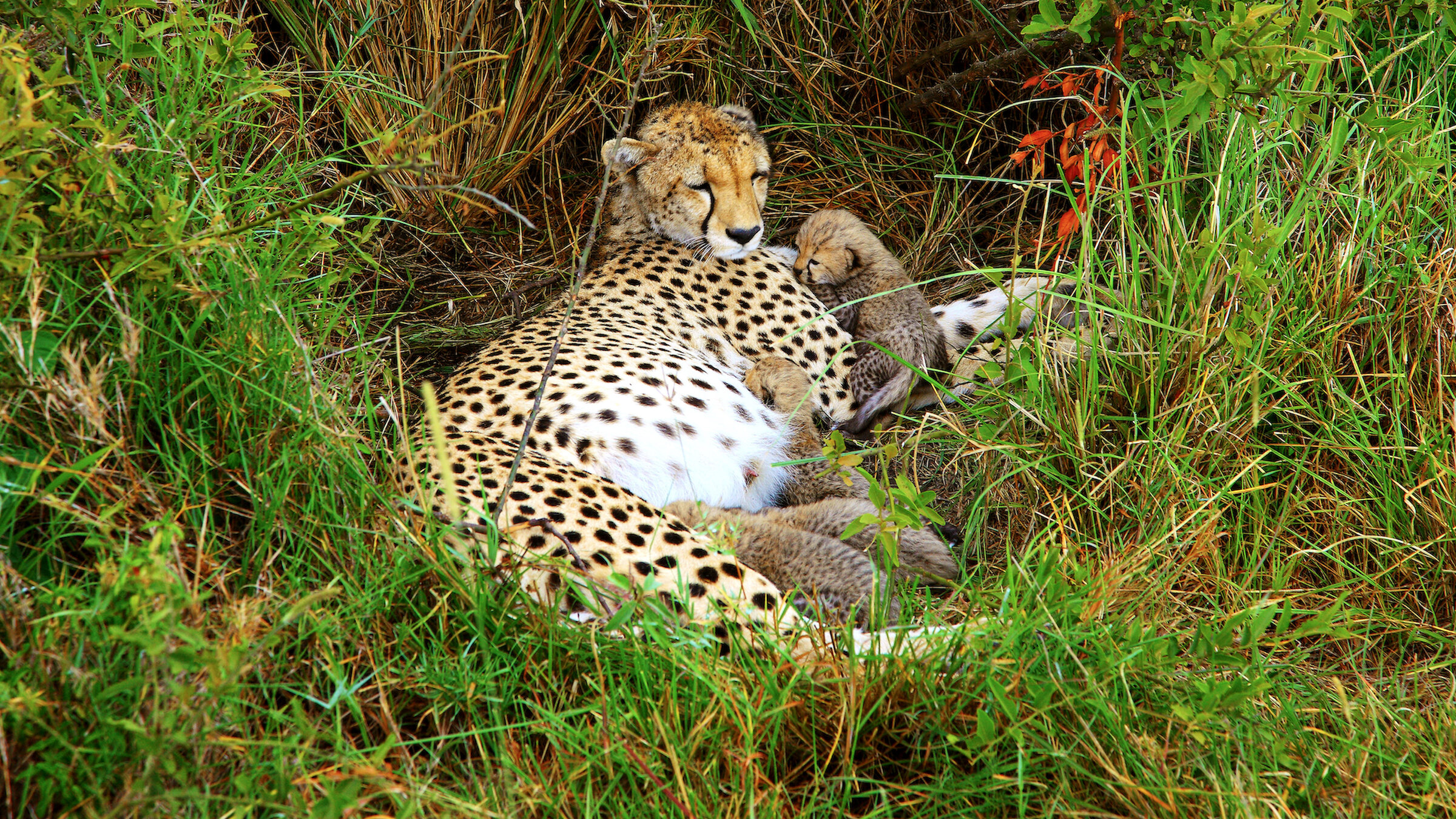 Gepard I Det Virkelige Liv Wild Cheetah Sim 3D – Apper På Google