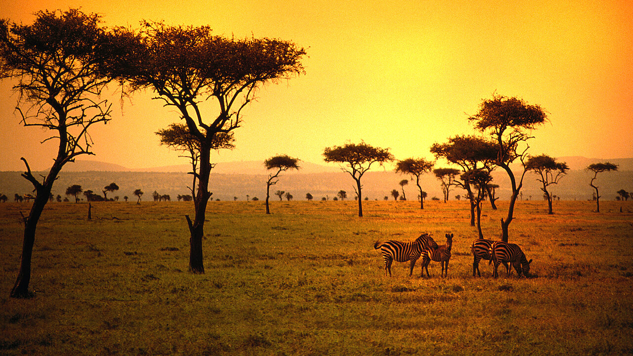 Ve Animal Planet: Safari | Netflix, image size:1280x720