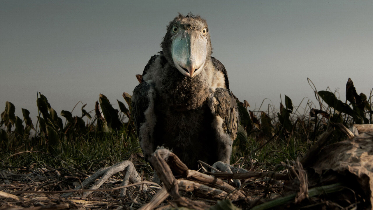 Ve Africa | Netflix, image size:1280x720