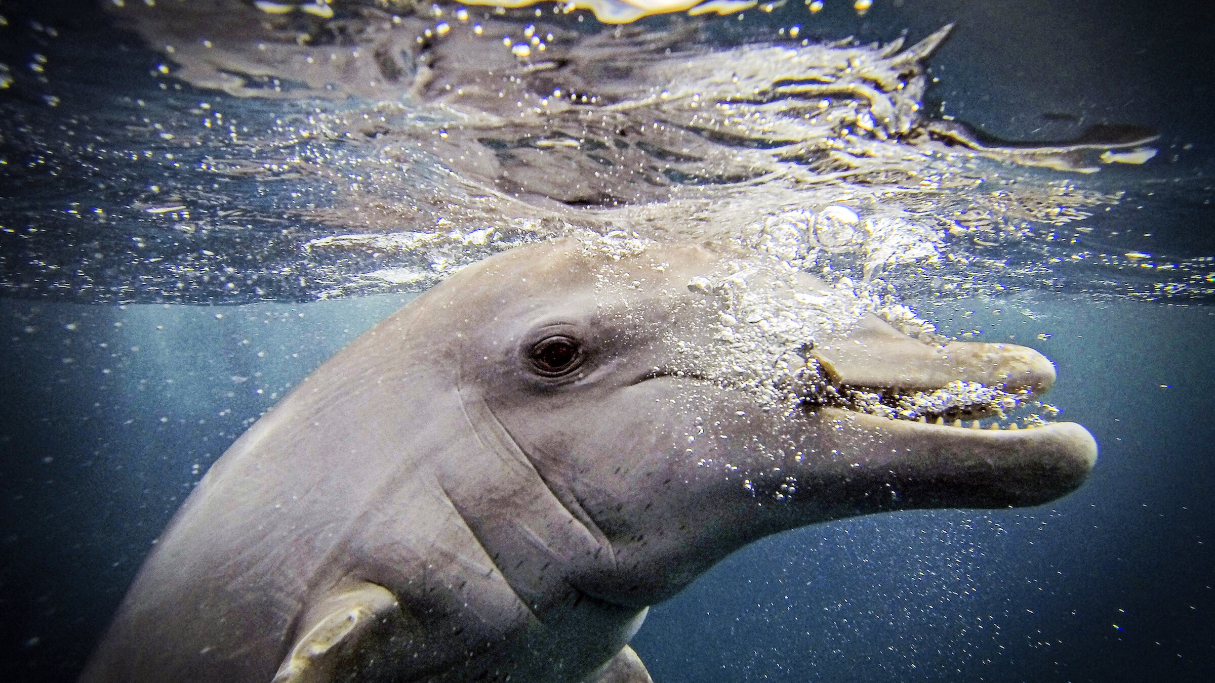 Watch Dolphins: Spy in the Pod | Netflix, image size:2400x1350