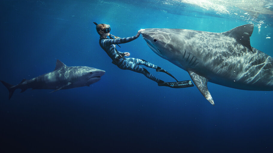 Watch Shark Whisperer | Netflix Official Site